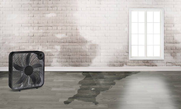 Best Carpet water damage restoration  in Pierce, NE
